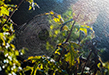 farmoils/DSC_5953P