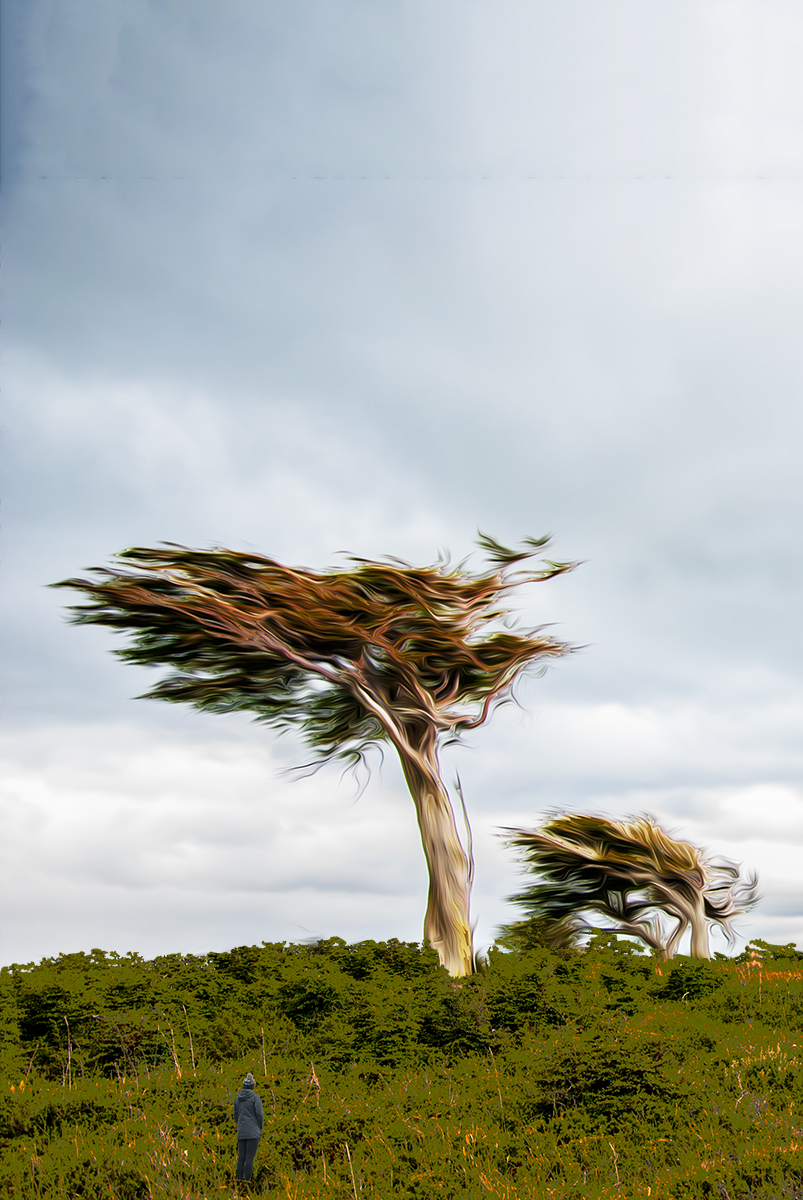 woodscapes3/DSC_0881B