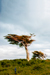 woodscapes3/DSC_0881B
