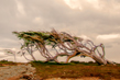 woodscapes3/DSC_0882