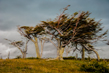 woodscapes3/DSC_0886