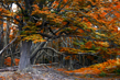 woodscapes3/DSC_0898