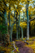 woodscapes3/DSC_0902
