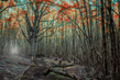 woodscapes3/DSC_0903D