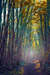 woodscapes3/DSC_0905B