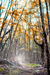 woodscapes3/DSC_0908