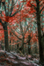 woodscapes3/DSC_0909