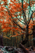 woodscapes3/DSC_0910