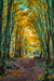 woodscapes3/DSC_0919A