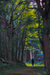 woodscapes3/DSC_0922C