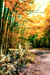 woodscapes3/DSC_0925