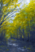 woodscapes3/DSC_0926