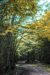 woodscapes3/DSC_0927