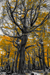 woodscapes3/DSC_0928A