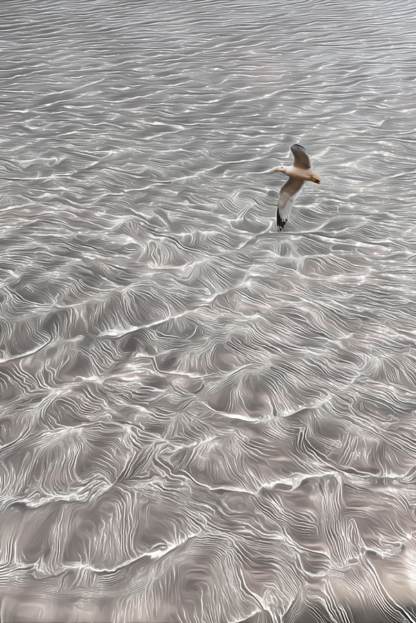 Floating_Seagulls_II