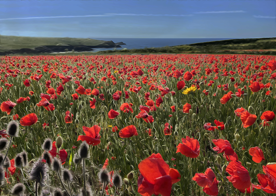 Poppy_Field